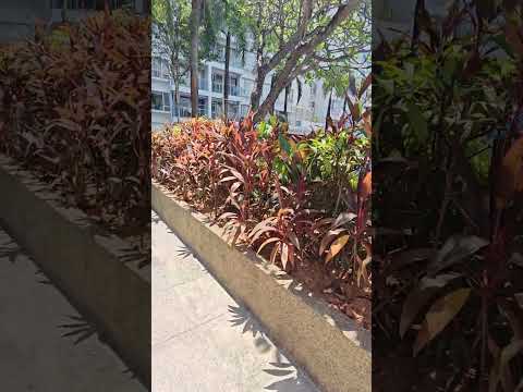 The Centris, 83 Jurong West Central 3, Room Rental, 150 sqft, Apartment For Rent, by Steve Voon, 500155817 - PropertyGuru.com.sg