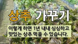 상추 가꾸기 이렇게 하면 1년 내내 싱싱하고 맛있는 상추 먹을 수 있습니다. #주말농장 #상추 가꾸기 #사계…