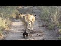 Lions Vs Honey Badgers ViralHog