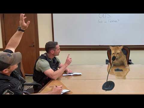 When you own a Cat with an IQ 200