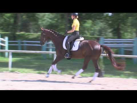 Verkaufspferd Pferdezentrum Stadl Paura CAPUCCINA v. Sir Fidergold