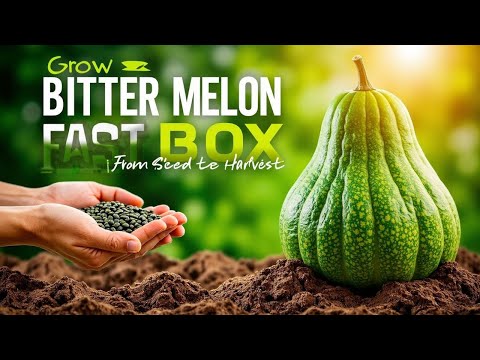 WANT TO GROW BITTER MELON FAST? Watch This Now | How to Grow Bitter Melon From Seed