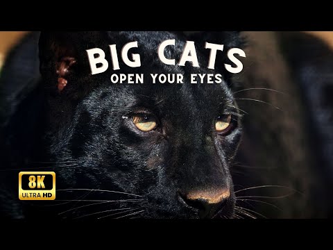 BIG CATS 8K Ultra HD – Tiger, Lion, Cheetah, Leopard, Jaguar, Lynx | Relaxing Music