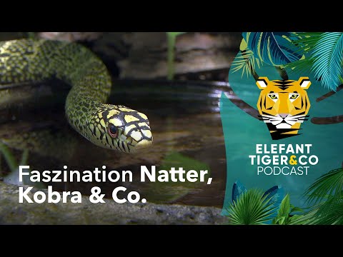 ETC Podcast: Bewaffnet ohne Hand und Fuß – Schlangen im Zoo Leipzig | Elefant, Tiger & Co. | MDR