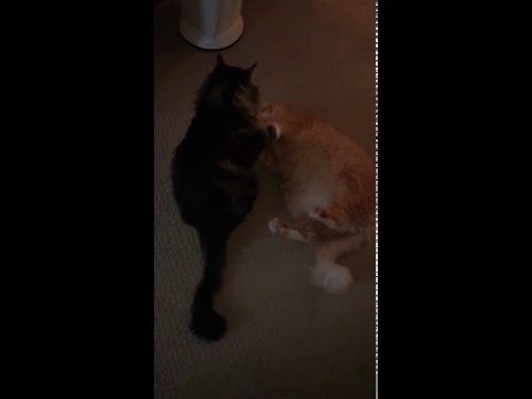 Cats fight slow motion