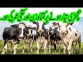 Ideal Breeding Age And Weight II How To Tell When Cows Are Ready To Breed II