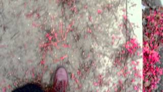 christmas in modesto, california 2012