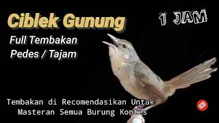 Download lagu Masternya Ciblek Gunung Tembakan Pedes Tajam || 1 Jam Full mp3