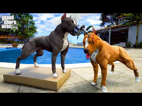 TERMİNATÖR YEĞENİ PİTBULL AKREP'İN CEZASINI VERDİ! - GTA 5 PİTBULL'UN HAYATI