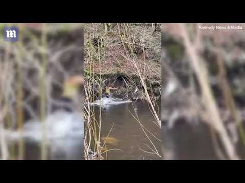 Watch as sobbing owner wades through river to be reunited with her missing dog   Daily Mail Online