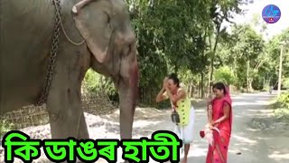 Download lagu কি ডাঙৰ হাতী || Bipul Rabha Comedy || Oi khapla 26 || Assamese Mix MasTi mp3 Download lagu কি ডাঙৰ হাতী || Bipul Rabha Comedy || Oi khapla 26 || Assamese Mix MasTi mp3