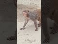 Monkey Video Animals Discovery Animal Planet Very Beautiful Animals