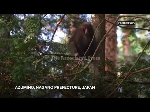 Japanese macaques are adored by tourists but seen as pests in their native land