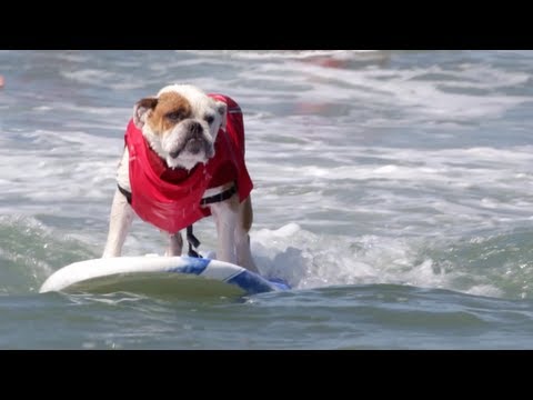 Dog Surfing Competition Will Make You Smile