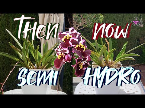 🛑Stop🛑 The Loss of a Tolumnia Orchid in Semi Hydro | Media Reset for Tolumnia Orchid #ninjaorchids