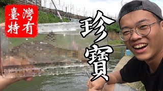 [問題] 新竹的水溝有孔雀魚?