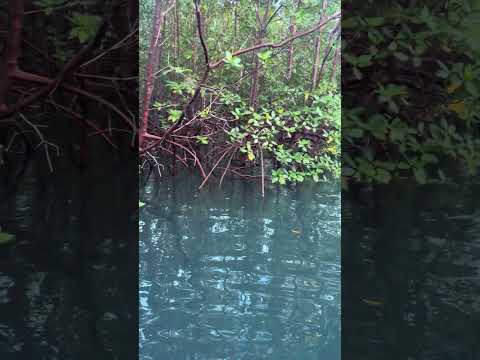 Passeio pelo rio catu - Bahia