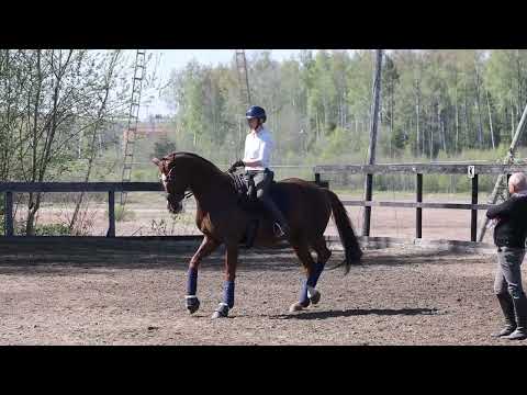 Pin Rock's Zico. Hevosurheilu