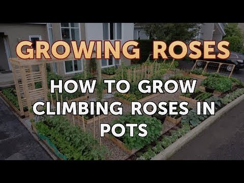 How to Take Care of a Mini Rose Plant