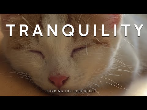 Tranquility – Cat Purring & Meditation Ambient Music for Healing the Whole Body and Spirit