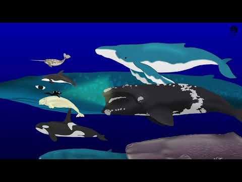 Whale size + weight comparison! (Real life giants)