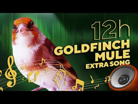 GOLDFINCH mule 12h Training Song - The Best Video?