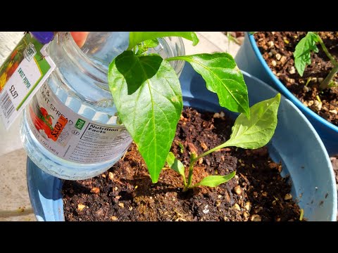 Rooting a broken piece of pepper plant 🌱 #garden