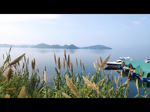金桂飄香意思