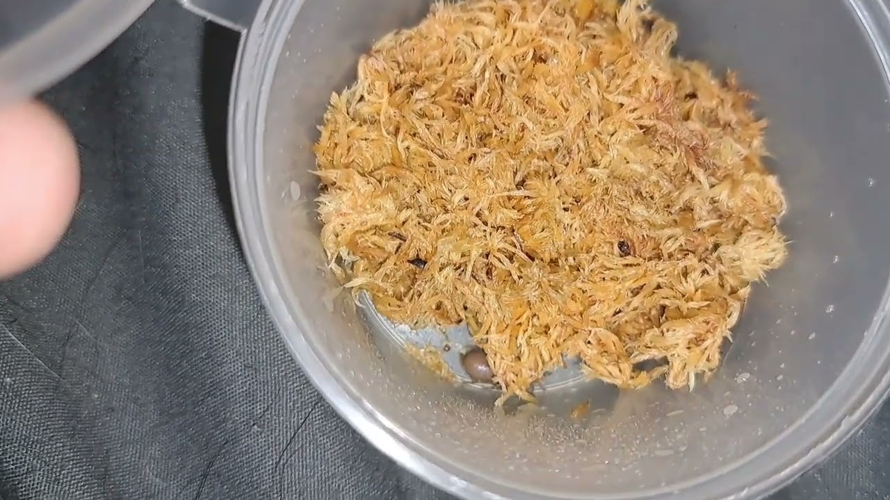 shop @Maai-inverts.com Australian residents only 🇦🇺