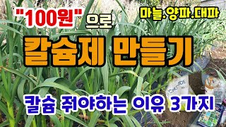 "100원"으로 칼슘제 영양제 만드는 방법 이렇게 해야 마늘이 굵어집니다 칼슘 줘야하는 이유 3가지