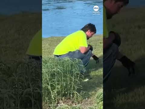 Ducklings rescued from drain in Massachusetts