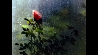 George Shearing, The Quintet + Amigos: We'll Be Together Again