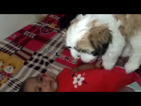 prathyaksha playing with puppy🐶//new born baby playing with puppy🐶