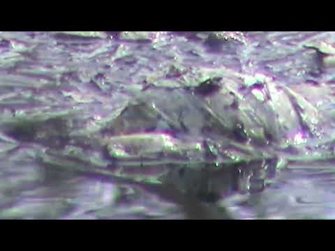 Video thumbnail for ‎moss