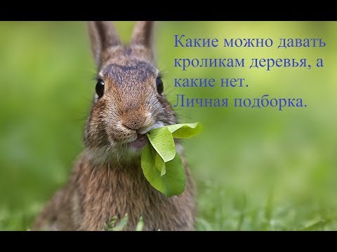 Полезные деревья для кроликов. Чем можно кормить любимцев.