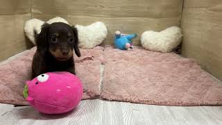 カニンヘンダックスフンドの動画01