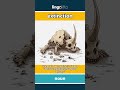 extinction - when a type of animal or... video thumbnail