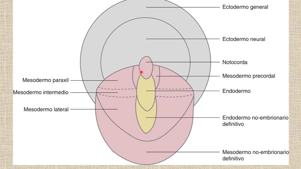 Período Presomítico 02: Gastrulación