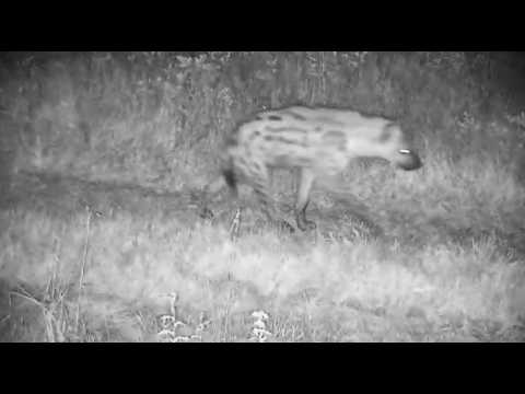Another Hyena walks past the camera towards the drainage line 3/4/26
