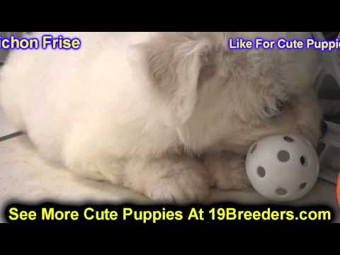 download lagu mp3 mp4 Bichon Breeders Canada, download lagu Bichon Breeders Canada gratis, unduh video klip Bichon Breeders Canada