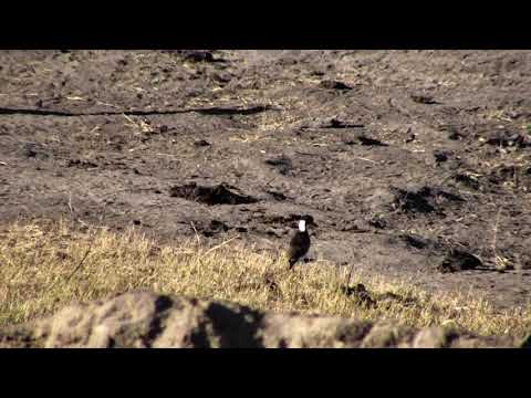Djuma: Blacksmith Lapwing chick(33 days old) and parent - 16:16 - 10/01/18