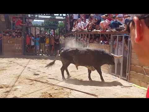 Capeia Fóios 2023 - Largada (Grande susto. Touro parte as tábuas salva vidas)