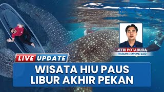 Nikmati Keseruan Liburan bersama Hiu Sherly, Wisata Hiu Paus Botubarani Gorontalo Membludak