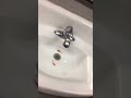 Fish in the school sink