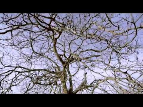 Eddy Tussa -  retrato