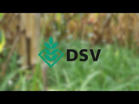 DSV zaden│Onderzaai in mais met Humus Plus