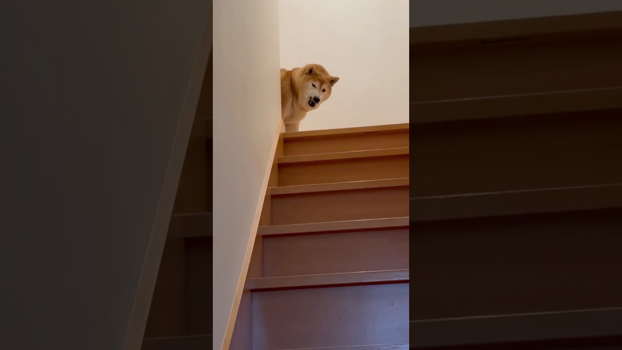 柴犬福 兄を出迎える時の柴犬🤣Brother and Shiba🤣#兄と柴 #shorts #japanesedog #柴犬 #shibainu #funnydog #dogshorts #시바견