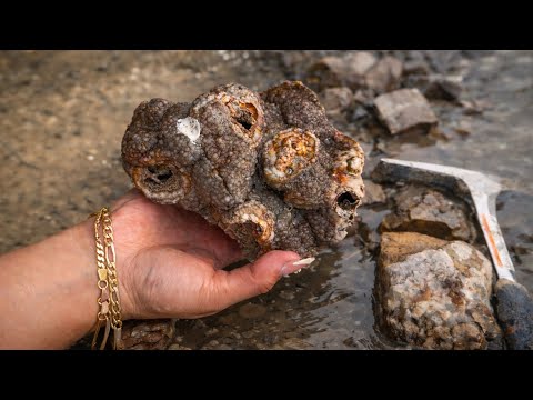 Verbergen diese Fossilien Opale und Edelsteine?