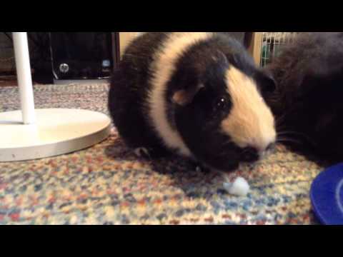YouTube video about: Can guinea pigs eat turnips?