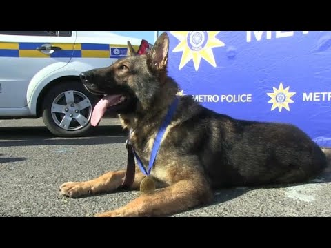 Barking up the right tree: Police dog gets praise for his performance